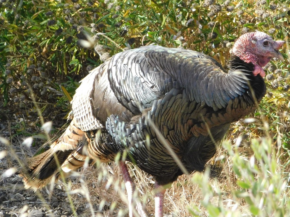 Wild Turkey - ML637770402