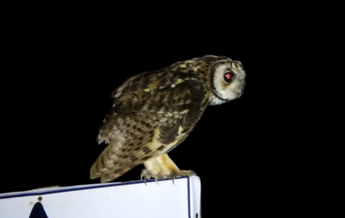 Striped Owl - ML637770417