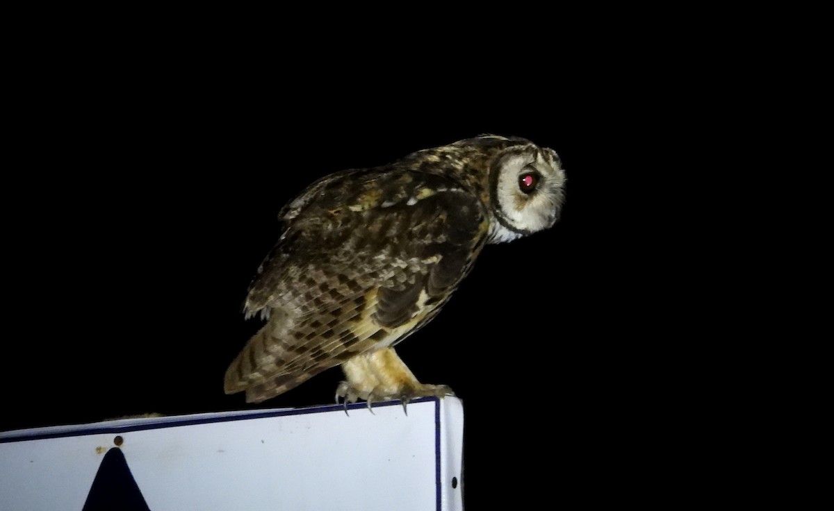 Striped Owl - ML637770418