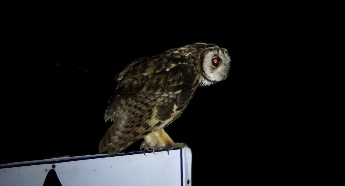 Striped Owl - ML637770419