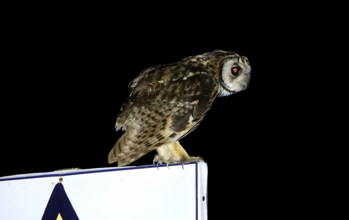 Striped Owl - ML637770420