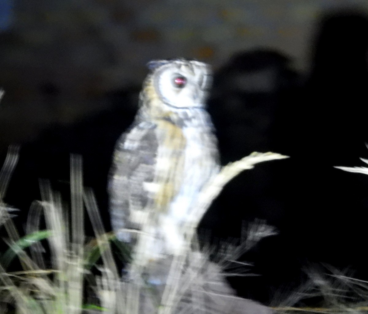 Striped Owl - ML637770421