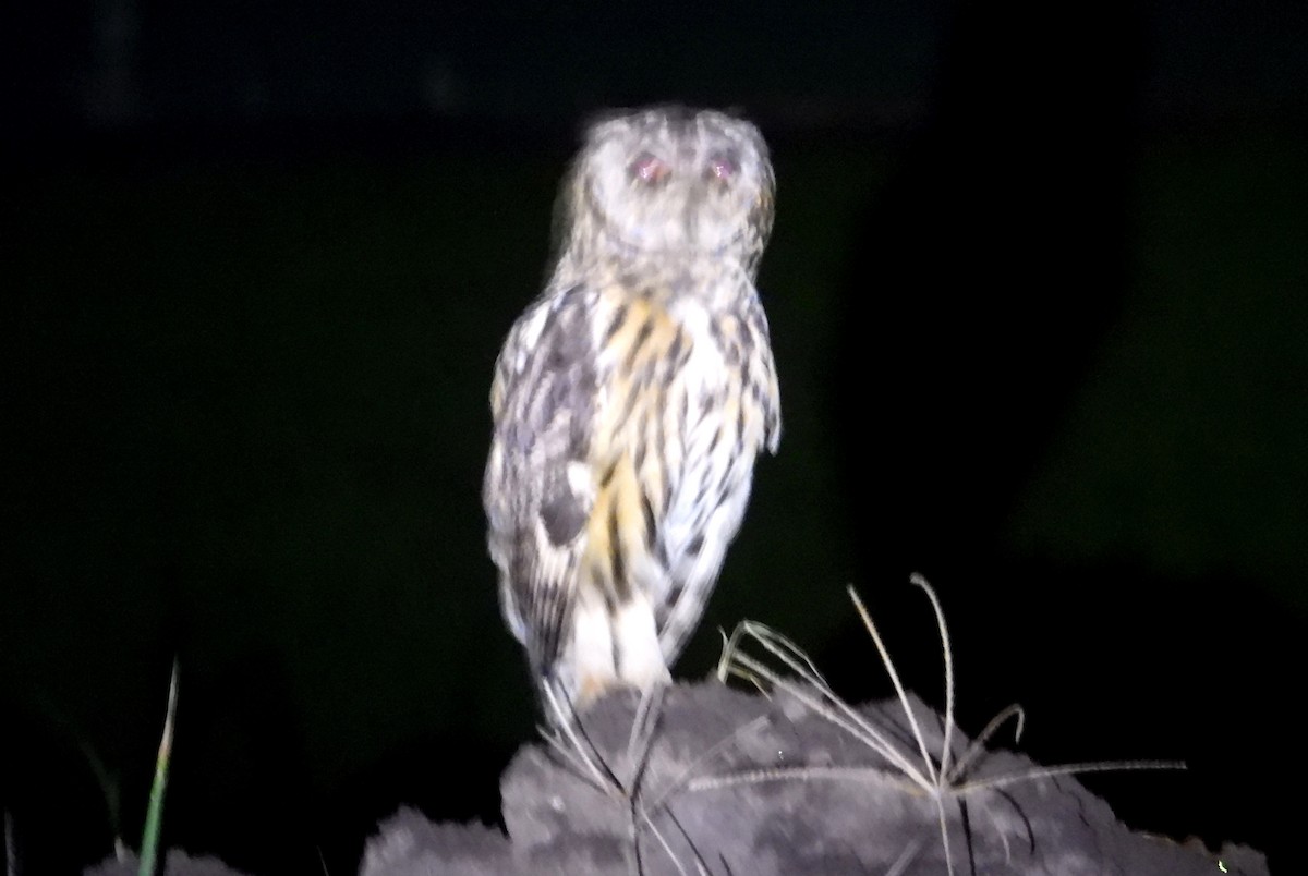 Striped Owl - ML637770422