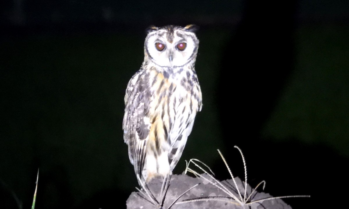 Striped Owl - ML637770423