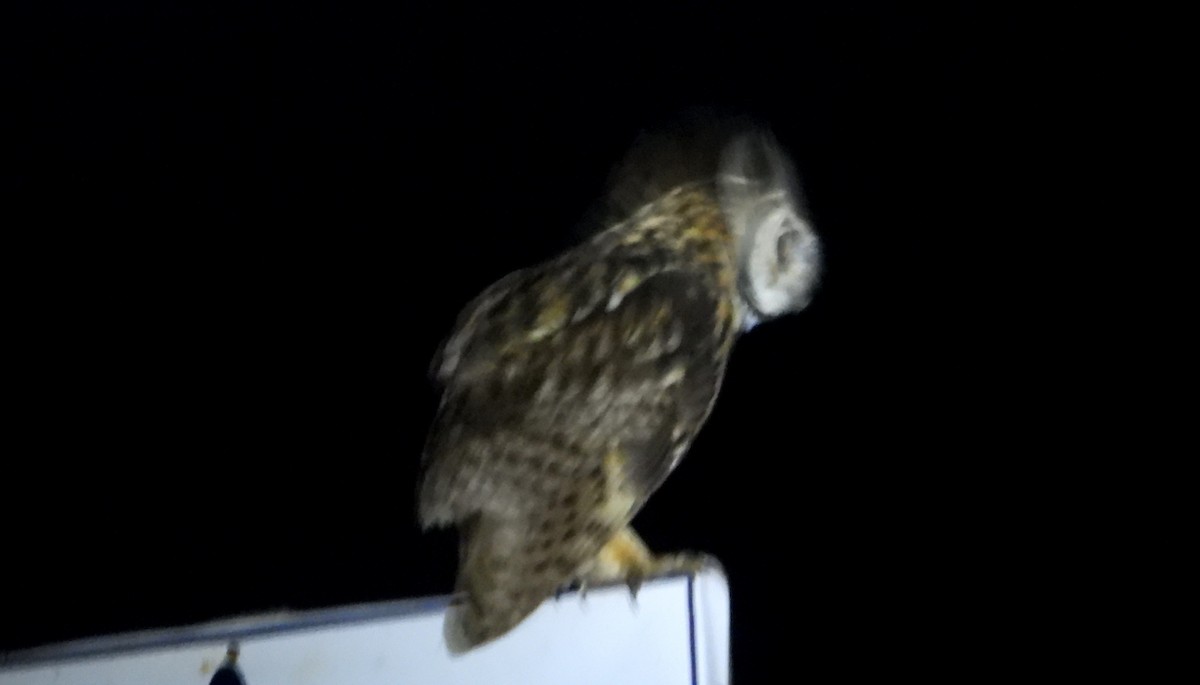 Striped Owl - ML637770424