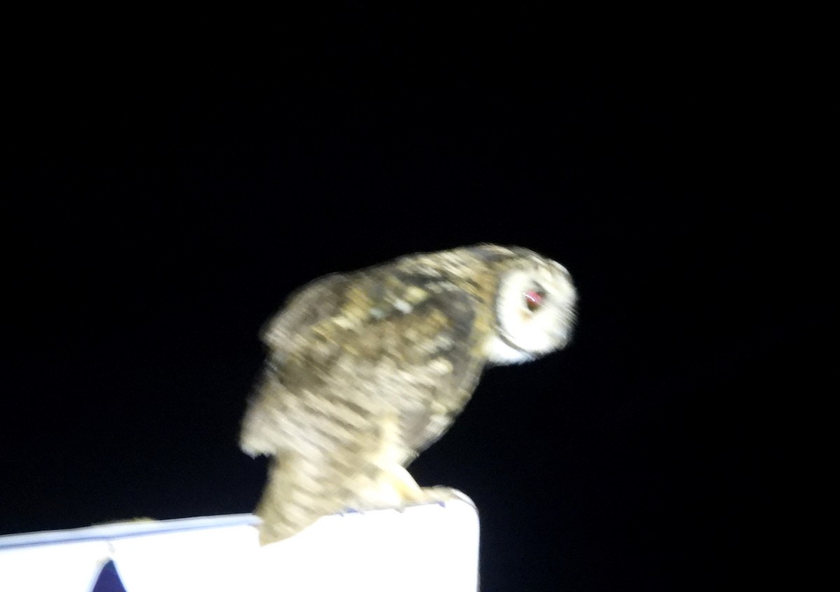 Striped Owl - ML637770425