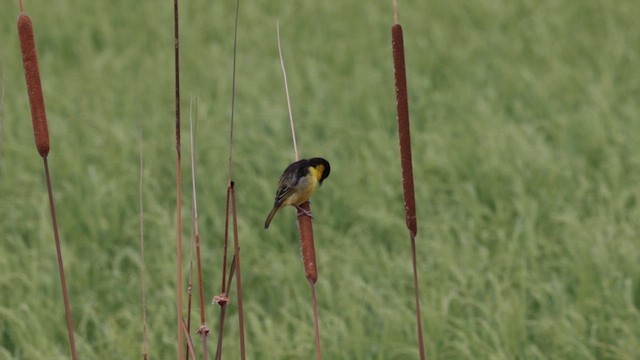 Baglafecht Weaver - ML637770434