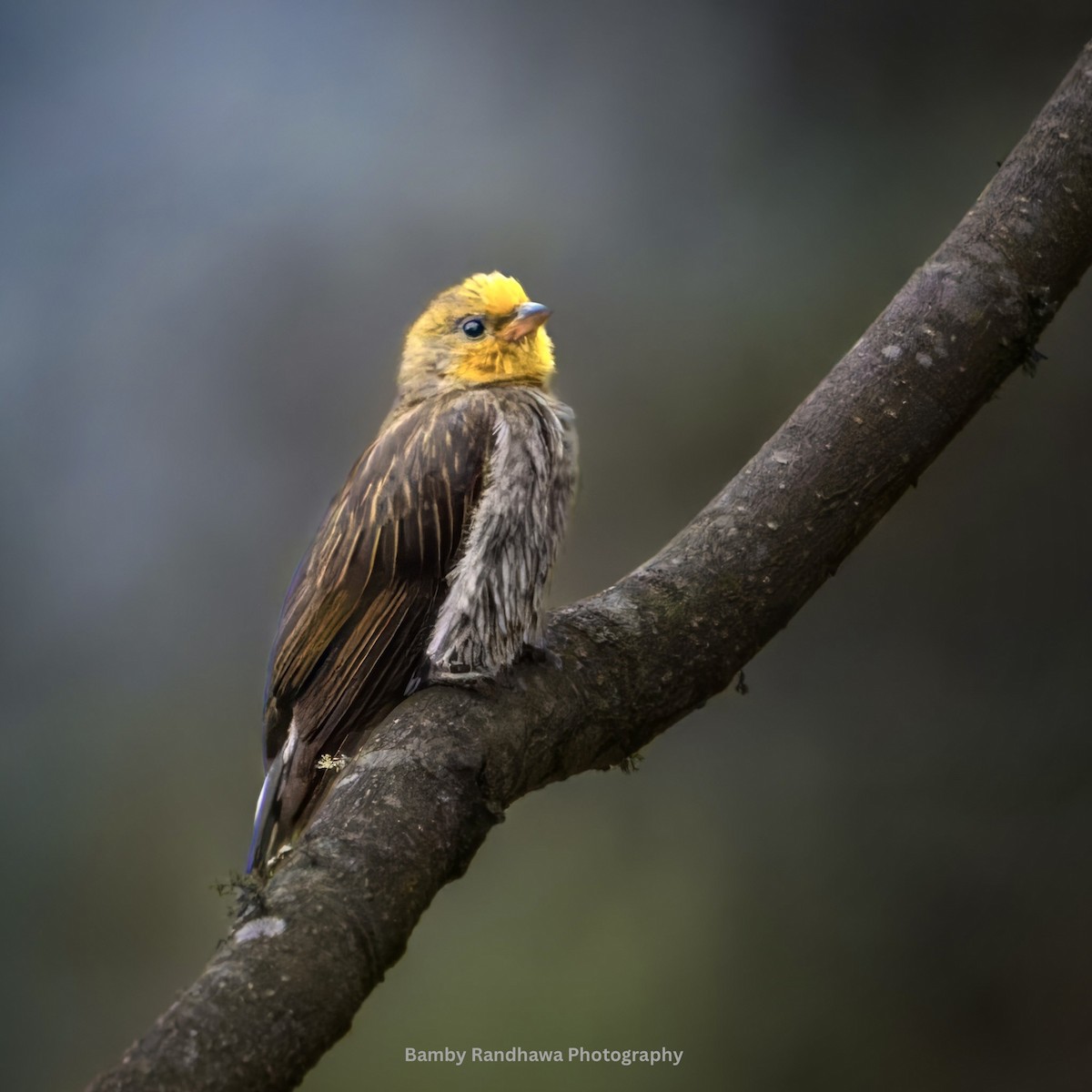 Indicateur à dos jaune - ML637770467