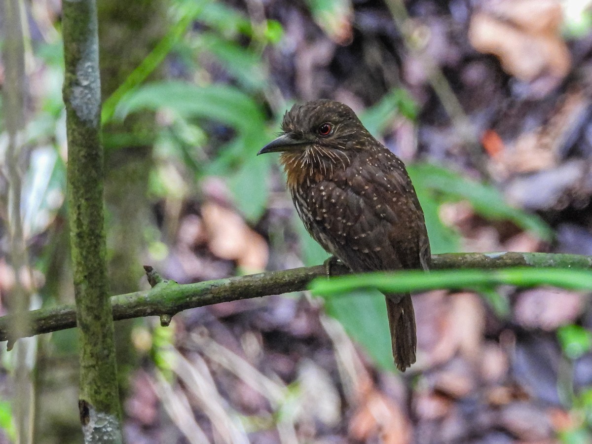 White-whiskered Puffbird - ML637770473
