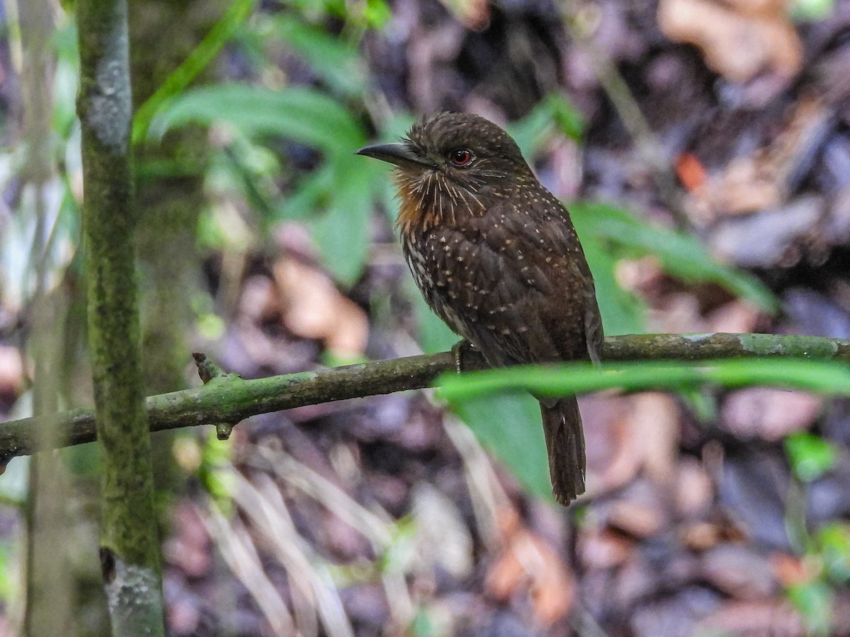 White-whiskered Puffbird - ML637770474