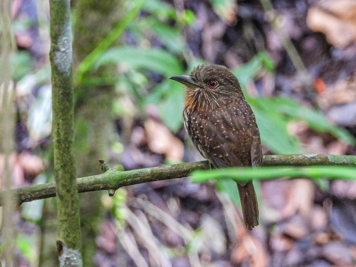 White-whiskered Puffbird - ML637770475