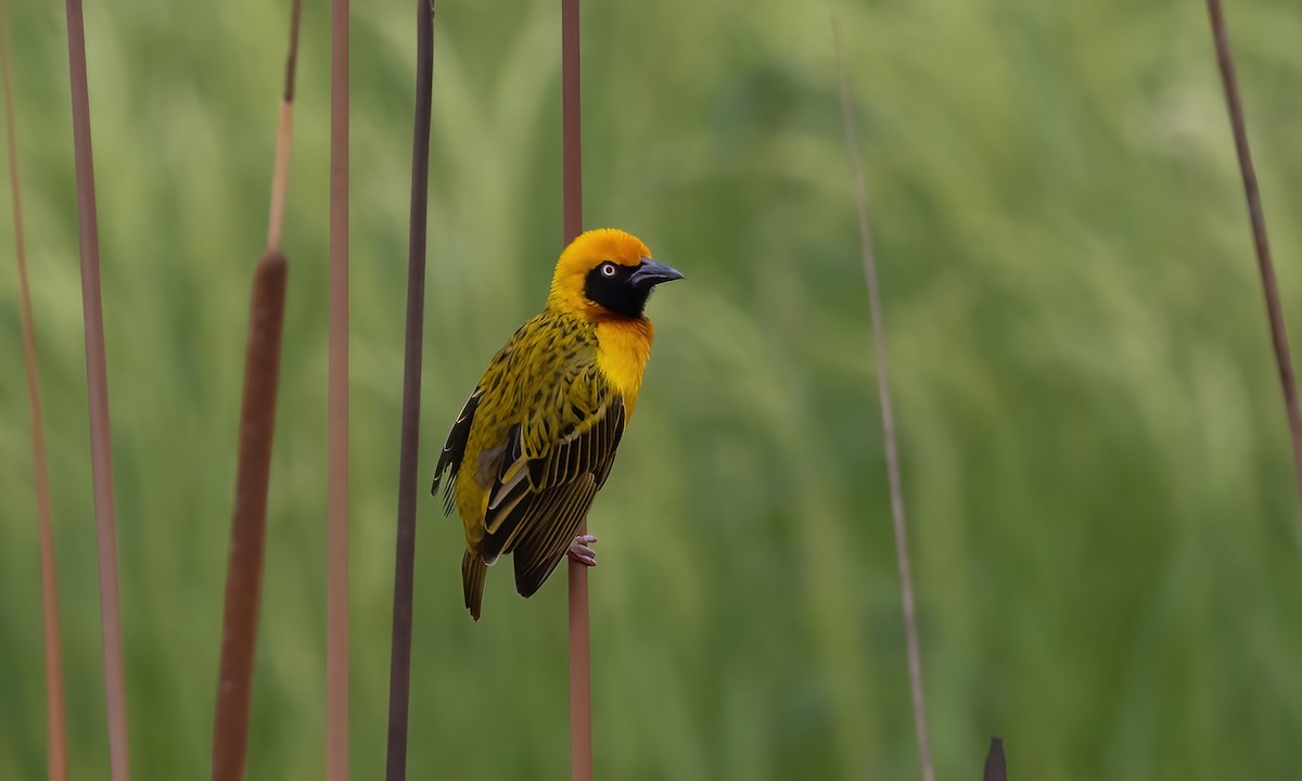Speke's Weaver - ML637770495