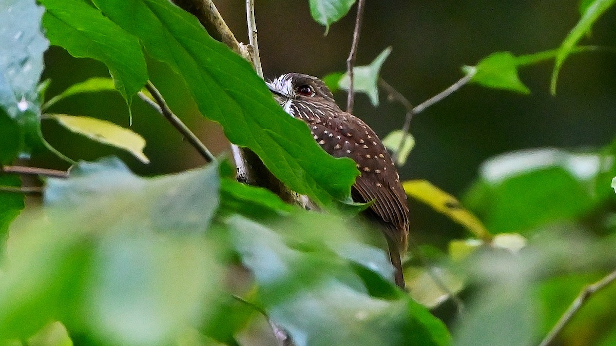 White-whiskered Puffbird - ML637770503