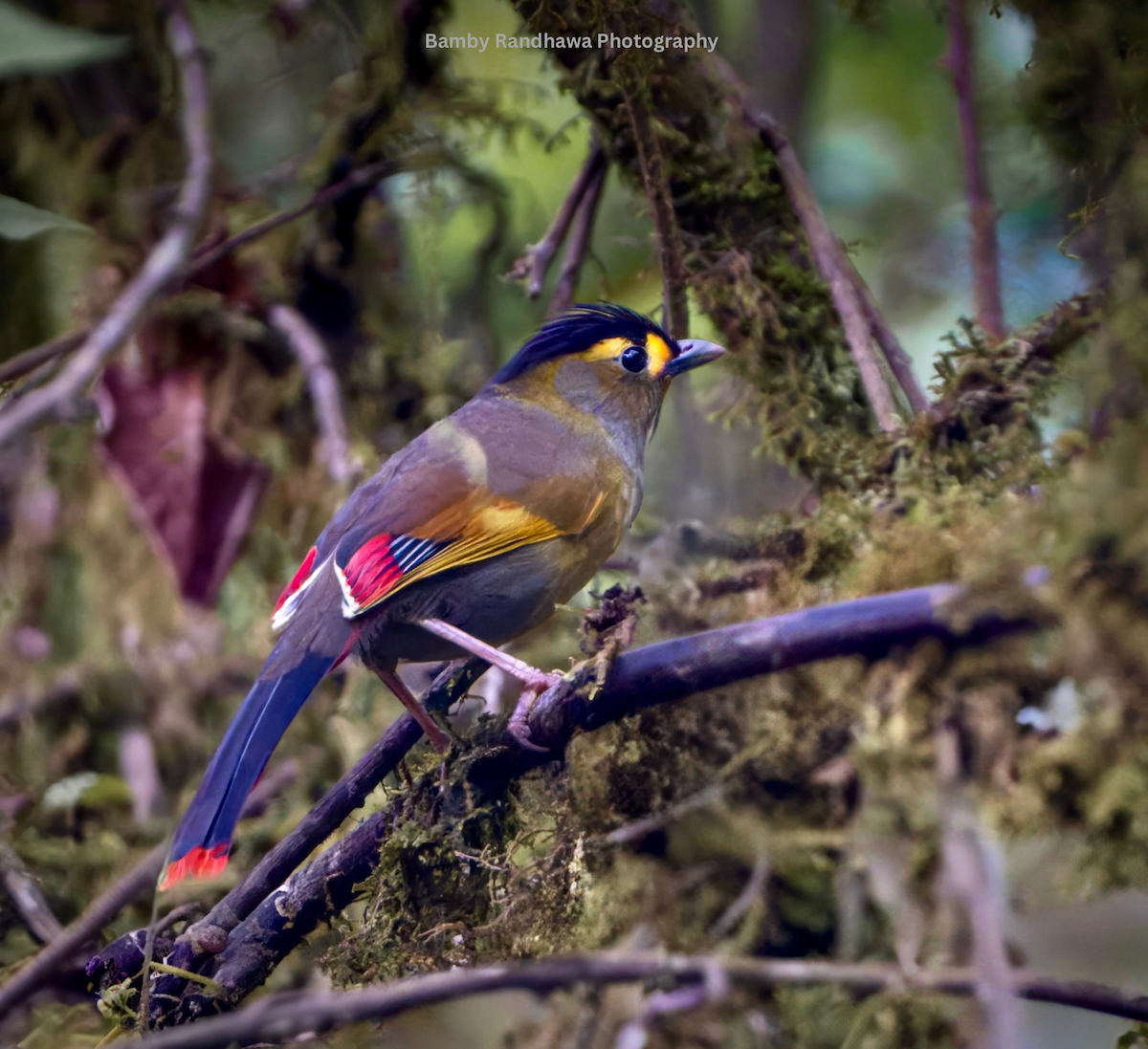 Bugun Liocichla - ML637770517