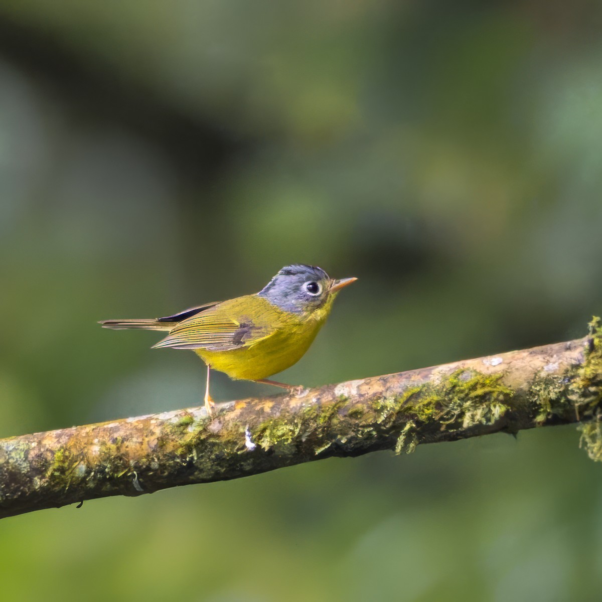 White-spectacled Warbler - ML637770572