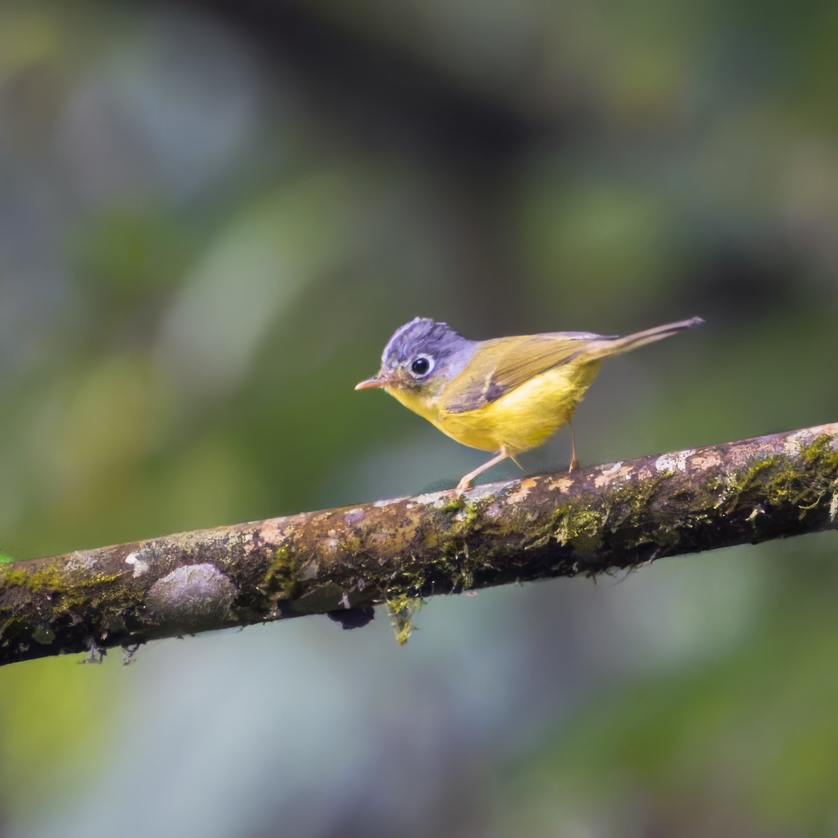 White-spectacled Warbler - ML637770592