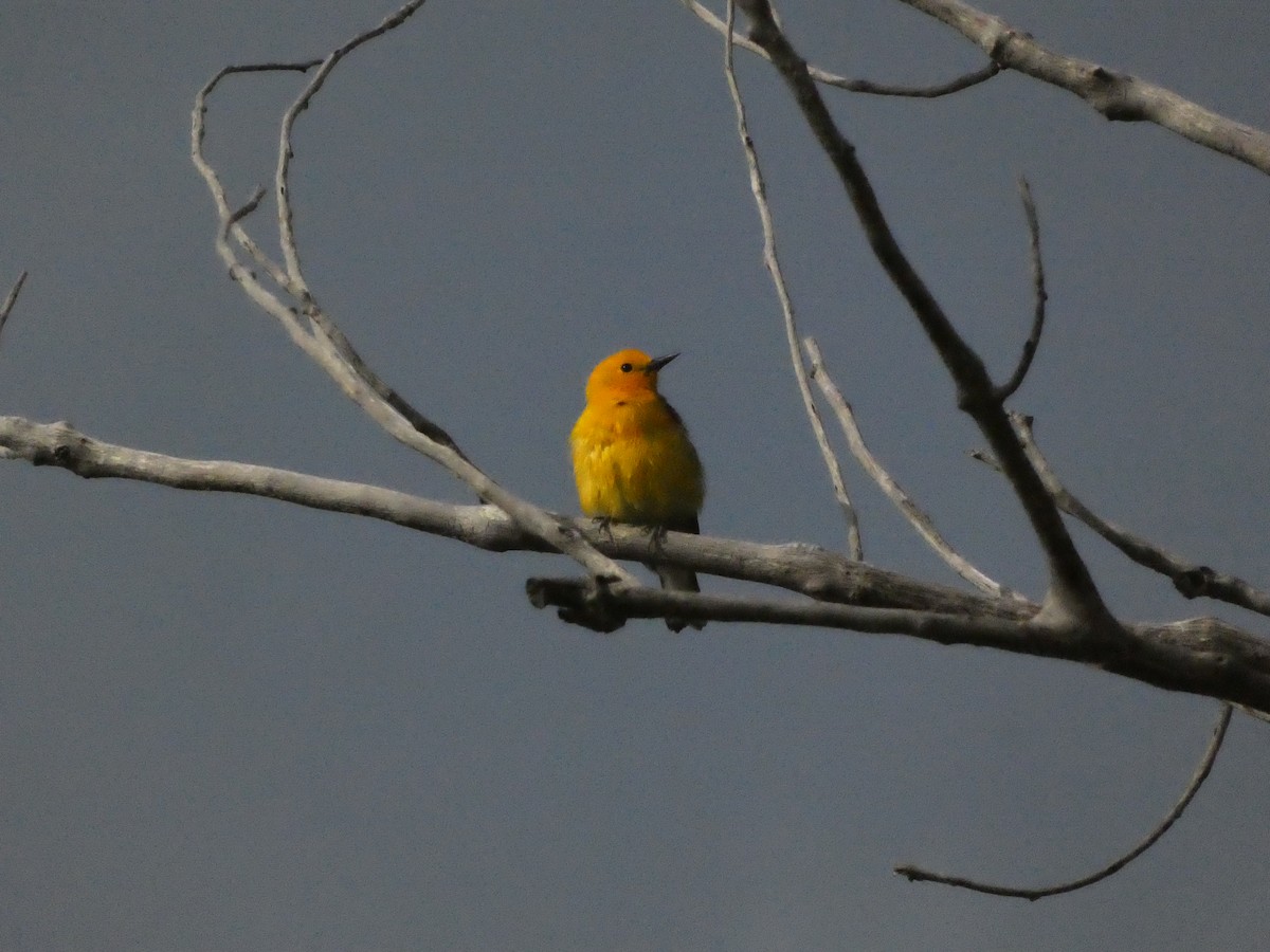 Prothonotary Warbler - ML637770599