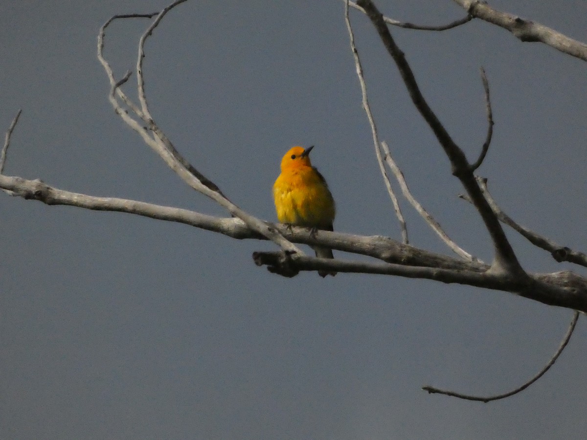 Prothonotary Warbler - ML637770606