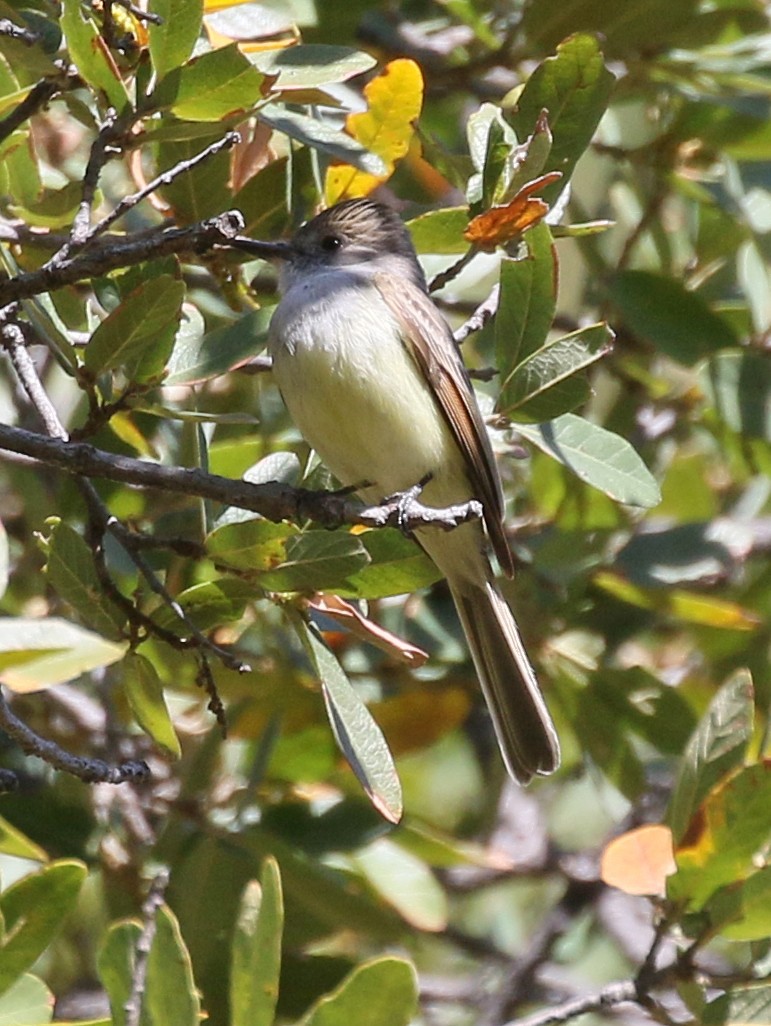 Dusky-capped Flycatcher - Charlotte Byers