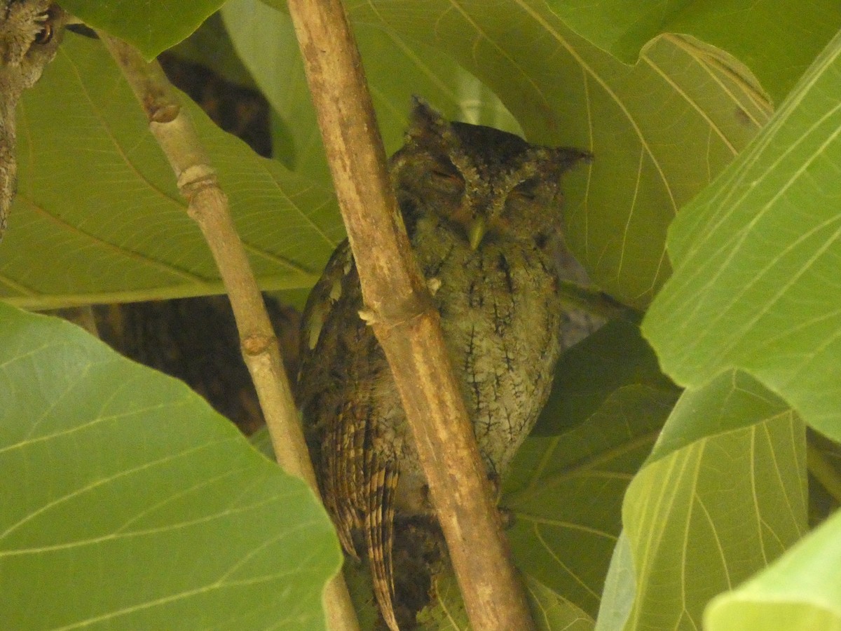 Pacific Screech-Owl - ML637770629