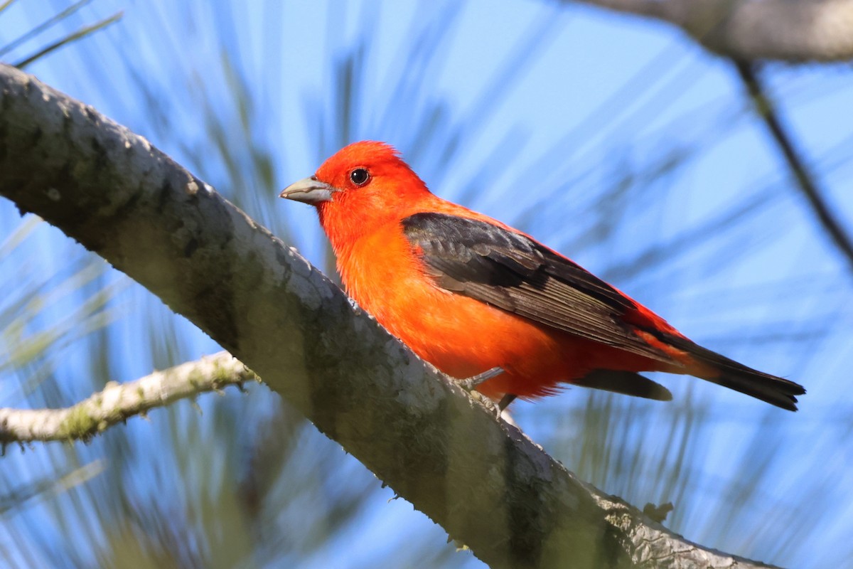 Scarlet Tanager - ML637770656