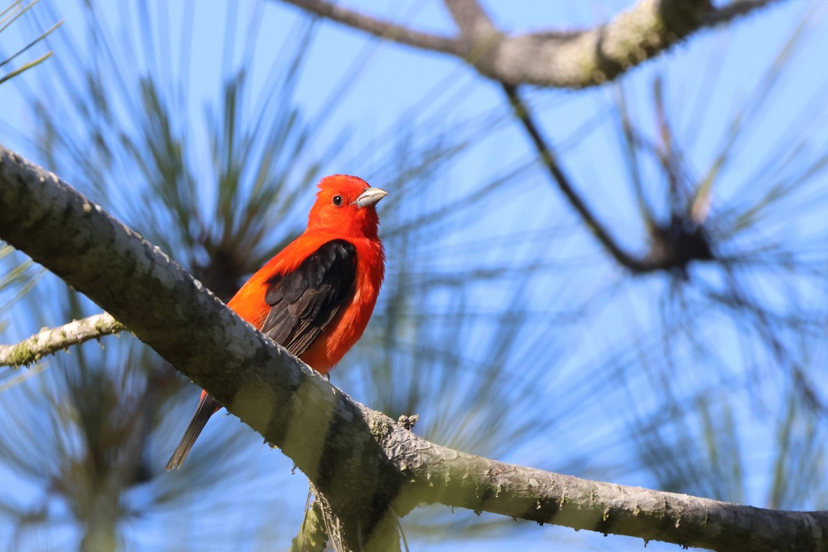Scarlet Tanager - ML637770664