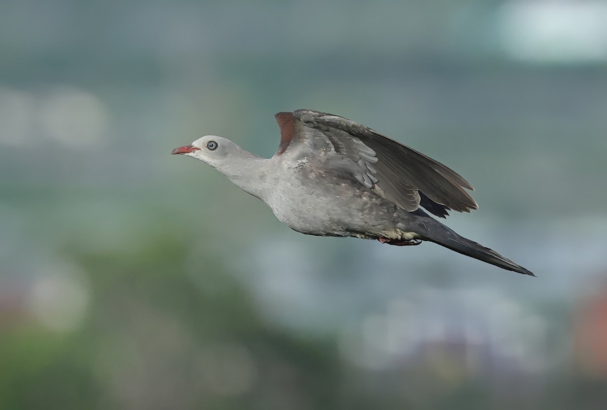 Mountain Imperial-Pigeon - ML637770670