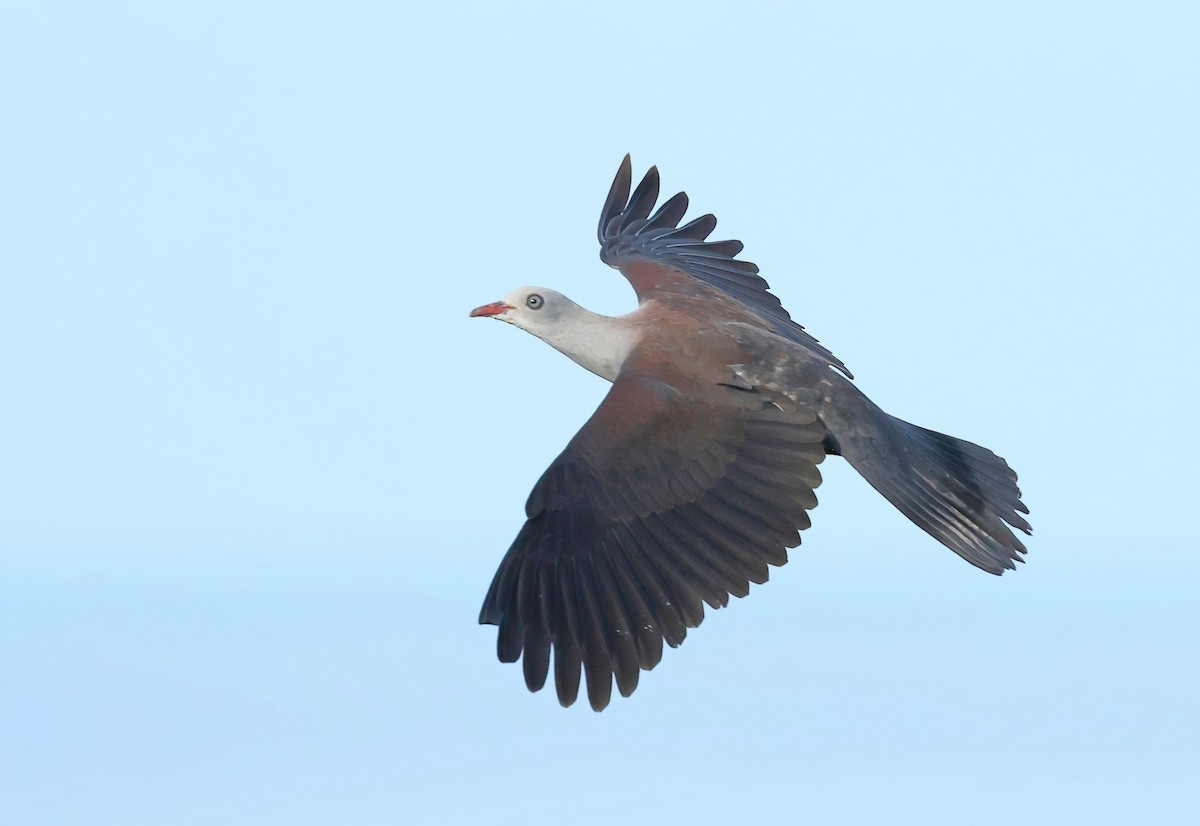 Mountain Imperial-Pigeon - ML637770671