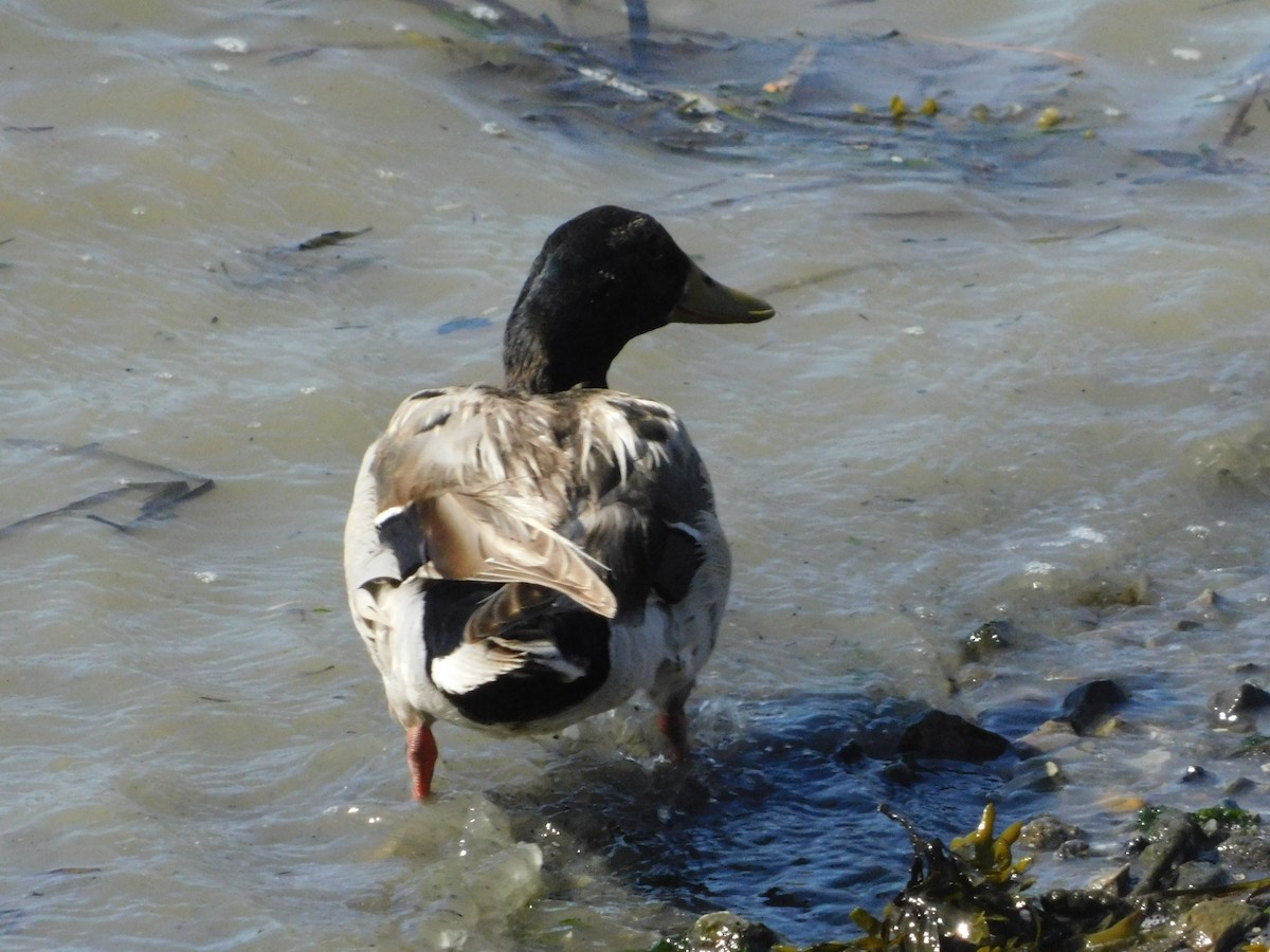 Mallard - ML637770705