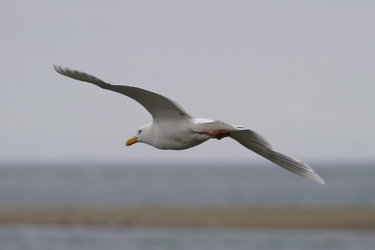 Glaucous Gull - ML637770741