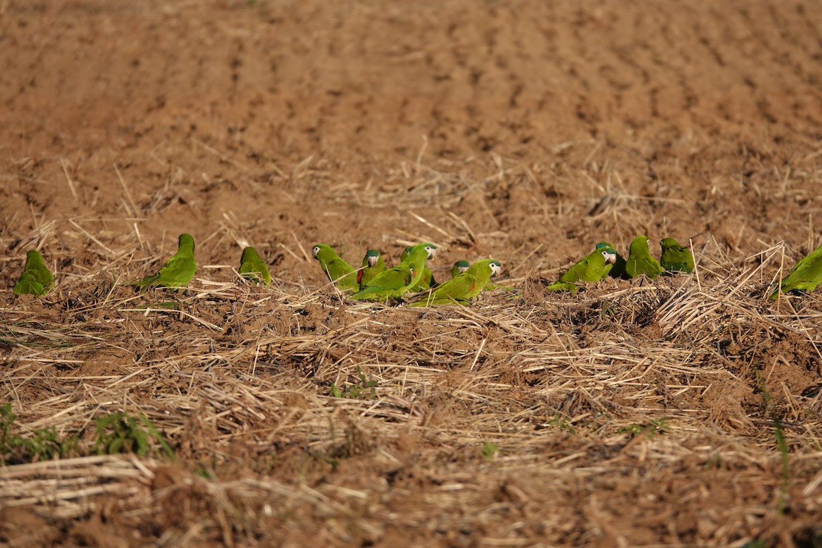 Red-shouldered Macaw - ML637770796