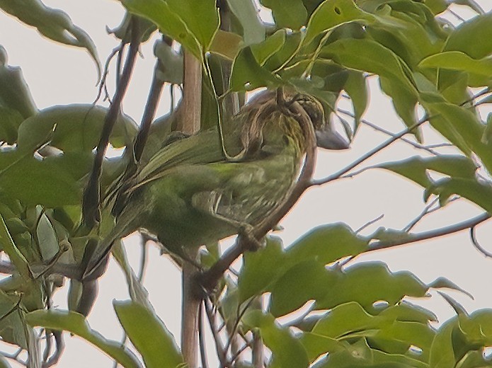 Green-eared Barbet - ML637770820