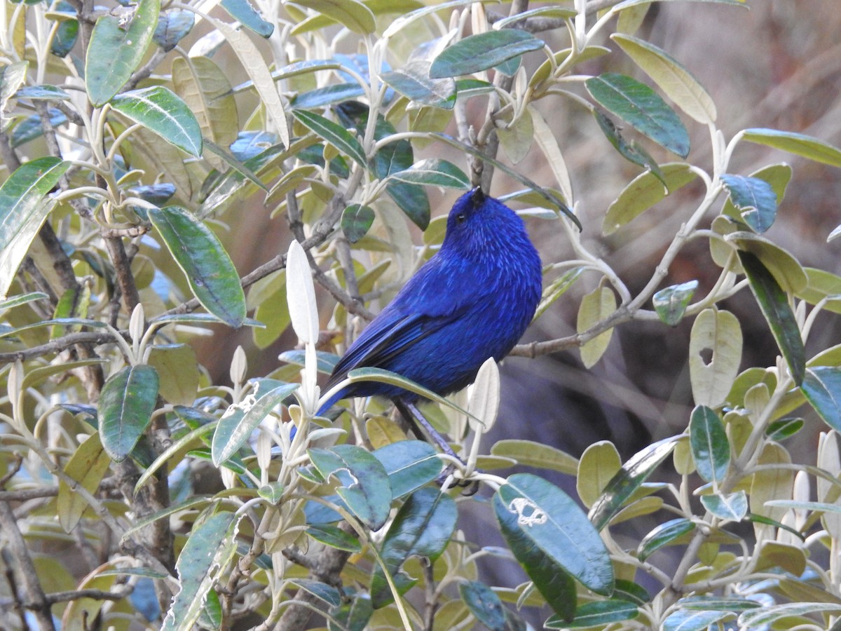 Tit-like Dacnis - ML637770822