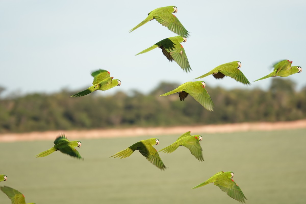 Red-shouldered Macaw - ML637770827