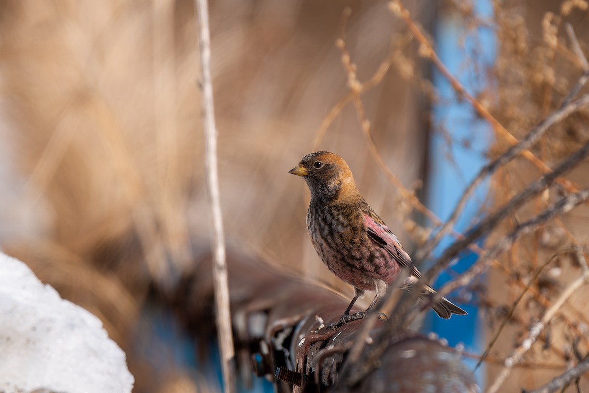 Asian Rosy-Finch (Tawny-naped) - ML637770859