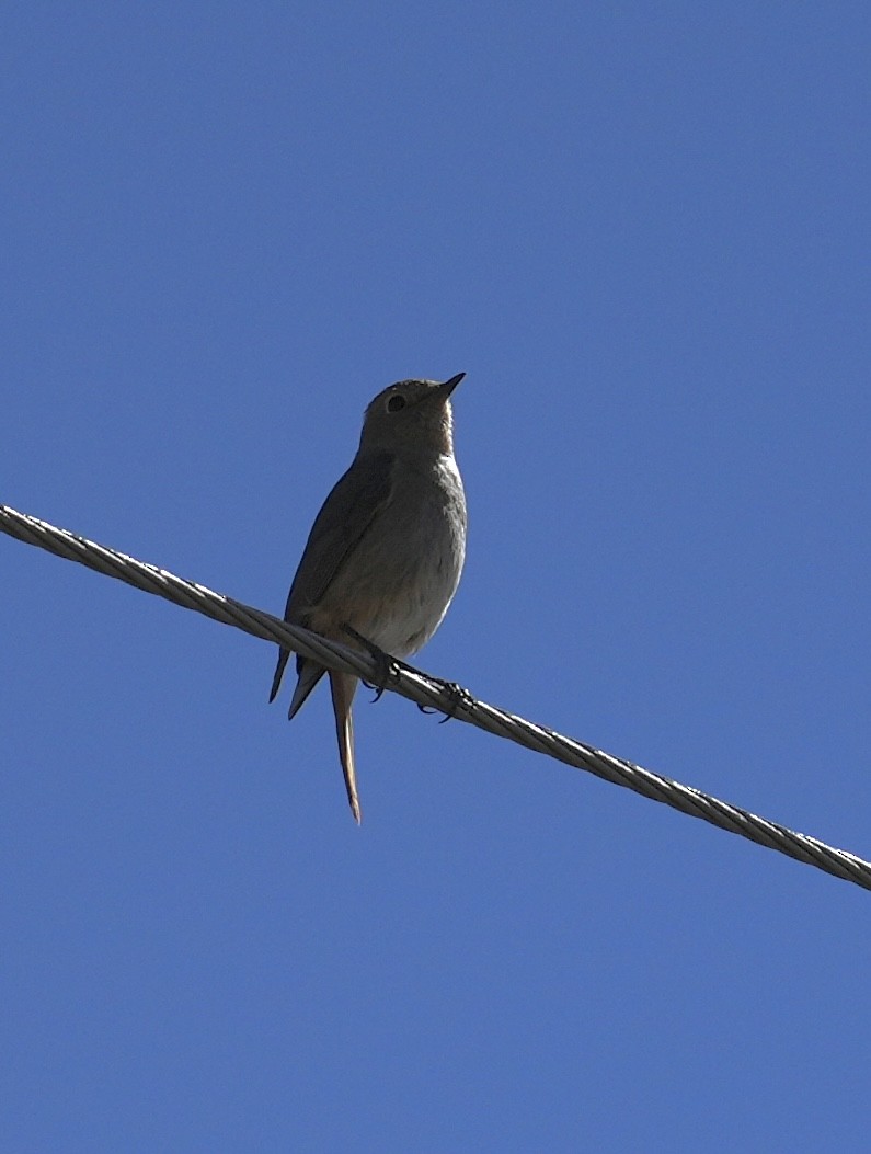 Hodgson's Redstart - ML637770875