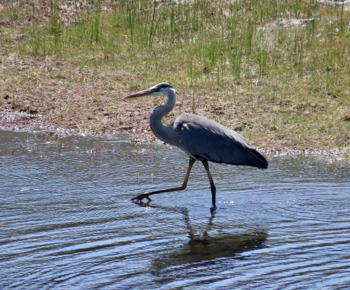 Great Blue Heron - ML637770891