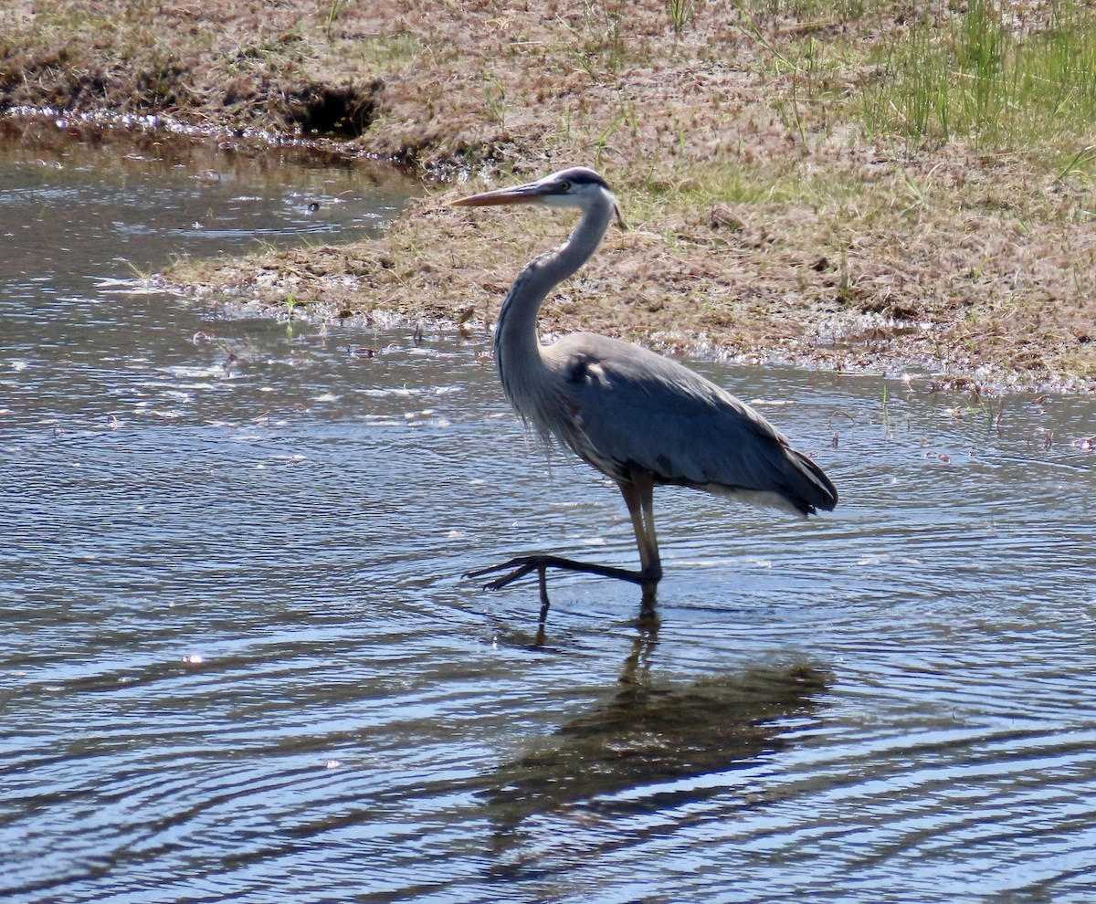 Great Blue Heron - ML637770892