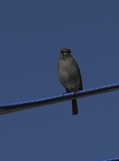 Hodgson's Redstart - ML637770914
