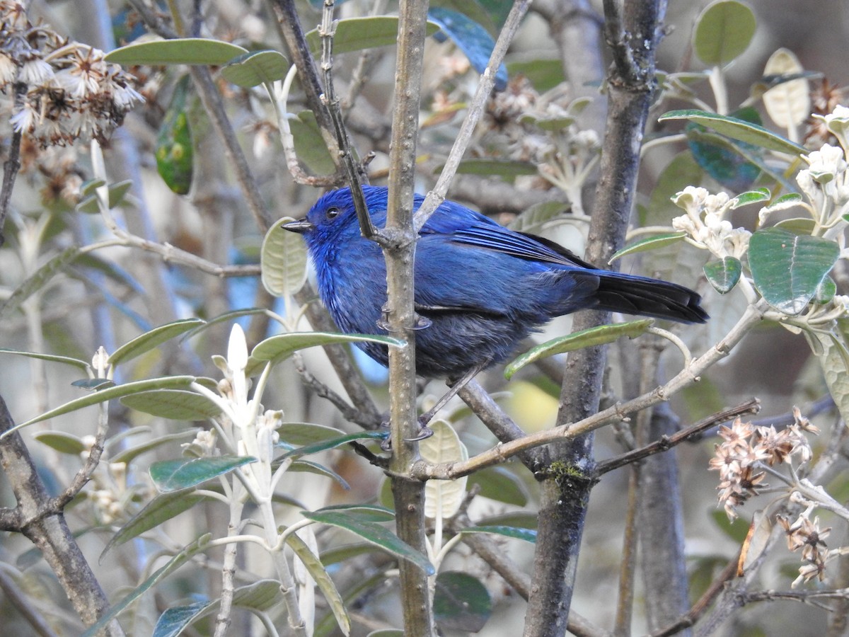 Tit-like Dacnis - ML637770922