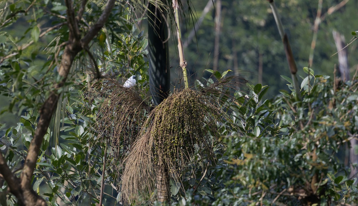 Bare-throated Bellbird - ML637770927