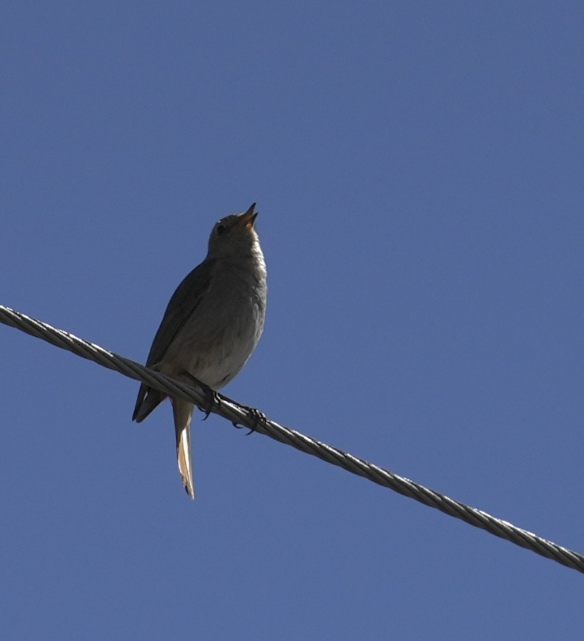 Hodgson's Redstart - ML637770932