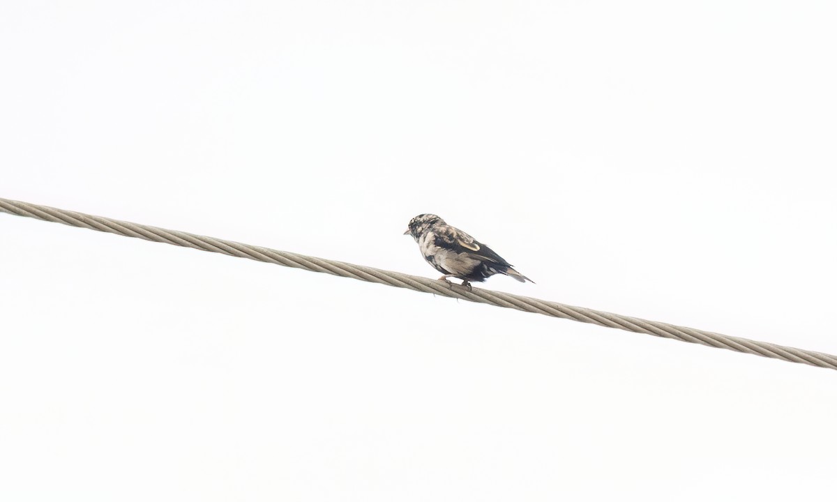 Village Indigobird - ML637770941