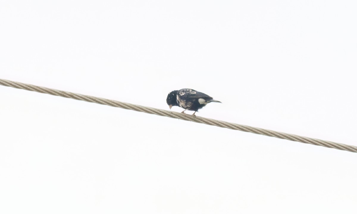 Village Indigobird - ML637770942