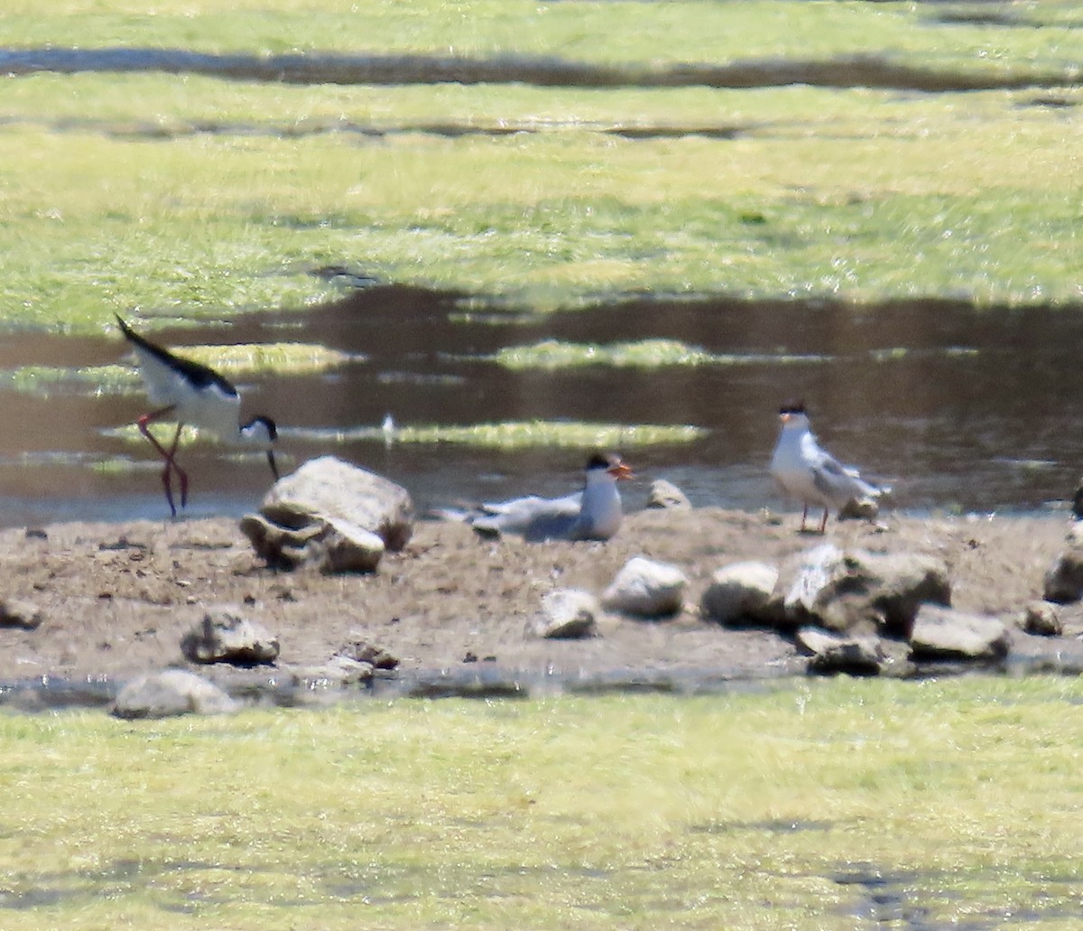 Forster's Tern - ML637770959
