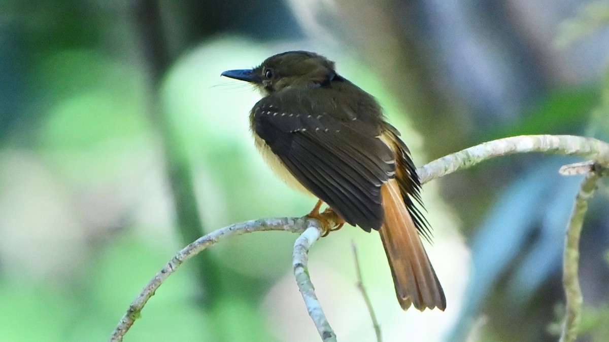 Tropical Royal Flycatcher - ML637770991