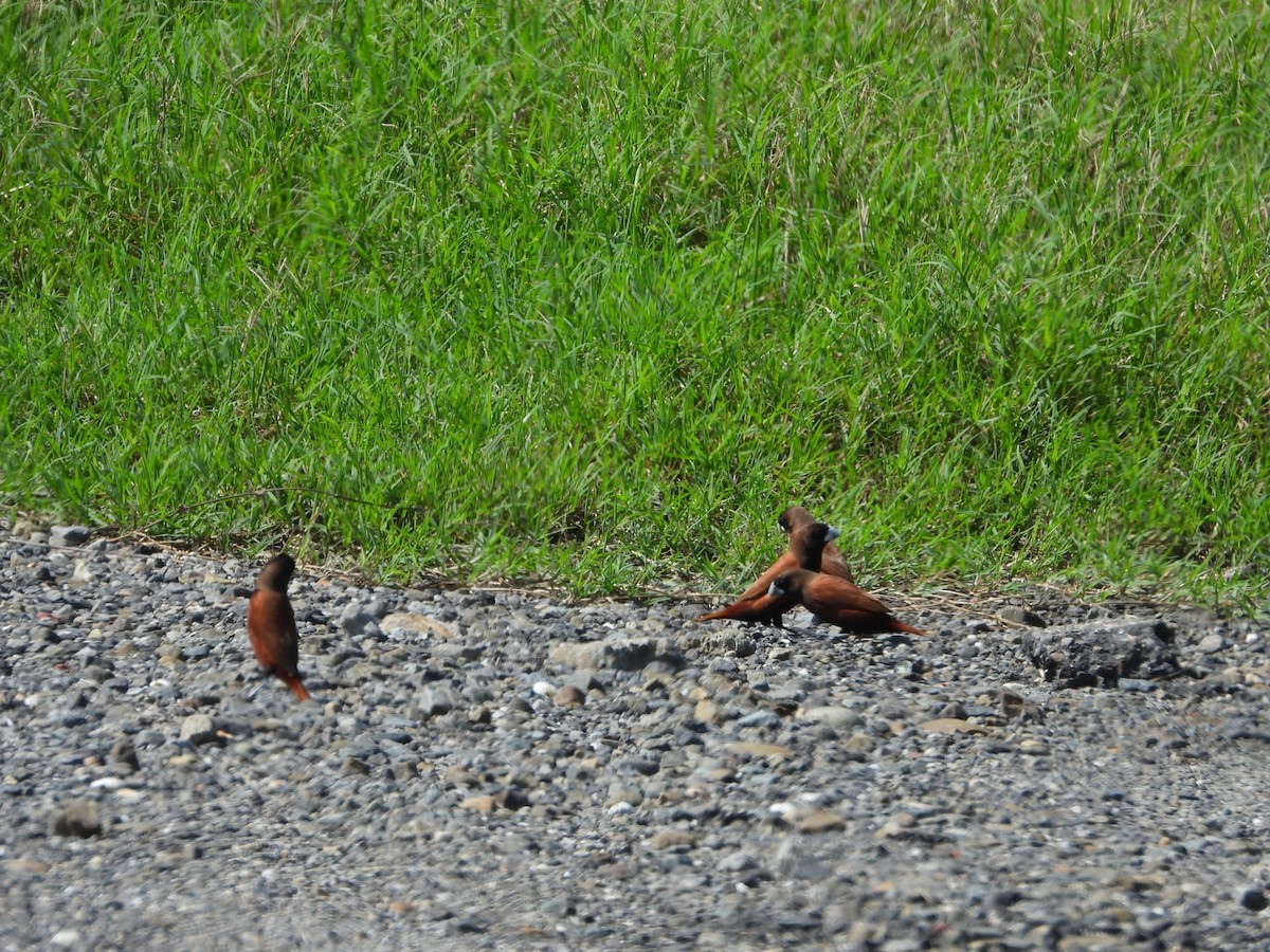 黑頭文鳥 - ML637771000
