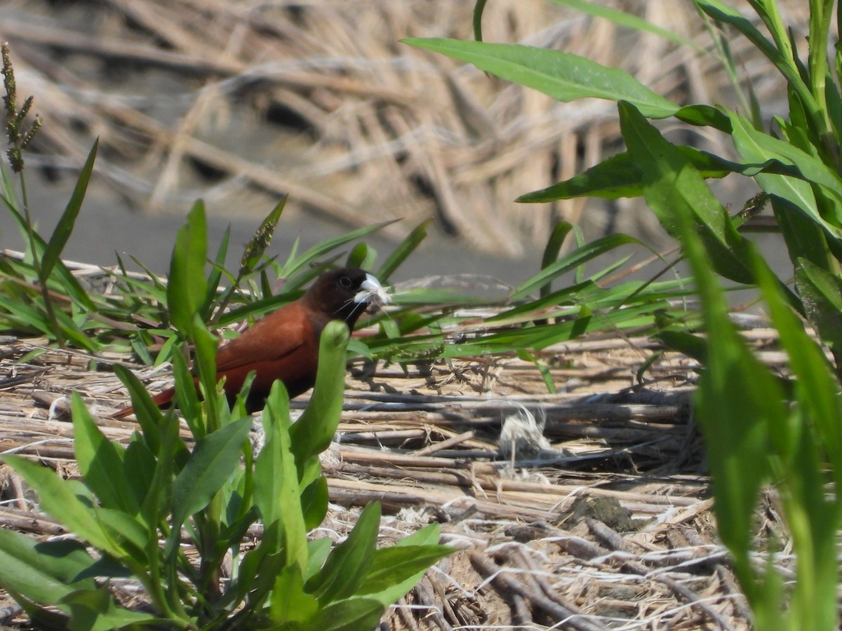 黑頭文鳥 - ML637771001