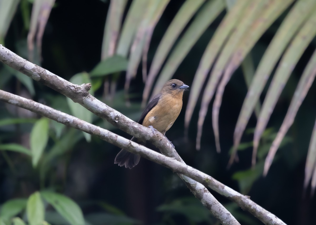 Black-goggled Tanager - ML637771015
