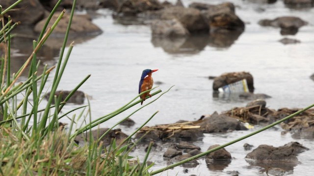 Malachite Kingfisher - ML637771016